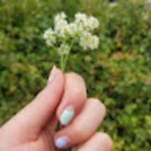 Meet your Posher, Grace